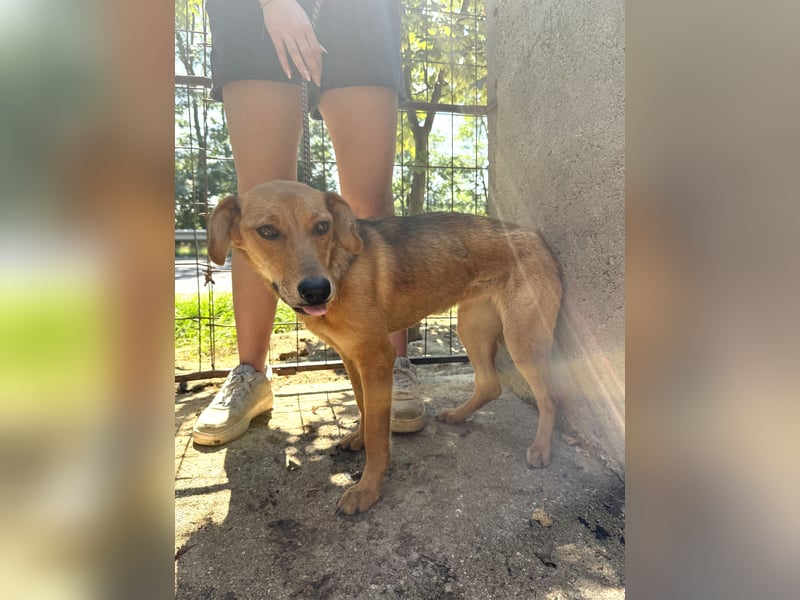 Luizi sucht ein Zuhause