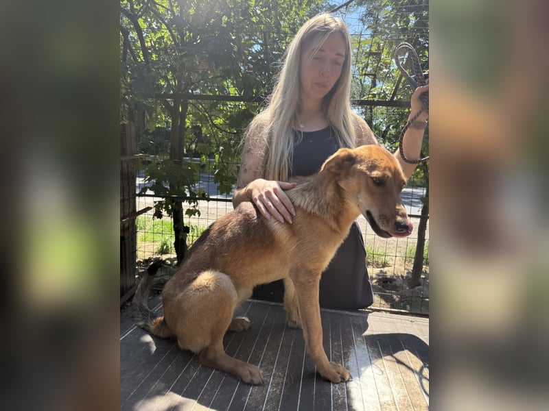 Luizi sucht ein Zuhause