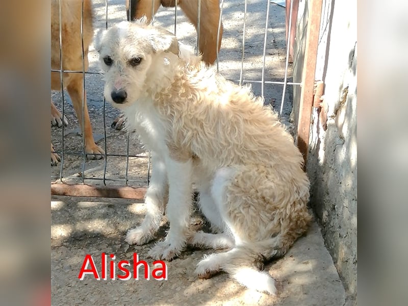 ALISHA wartet in 27367 Sottrum auf DICH