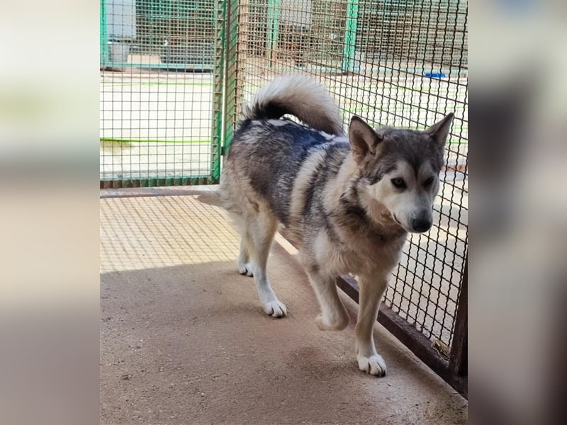 Saphira - Sanfte Schönheit wartet auf ihr großes Glück