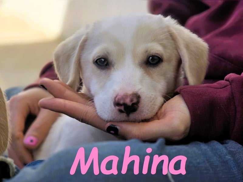Mahina 01/2025 (ESP) - anhängliches und freundliches, süßes kleines Mädchen!