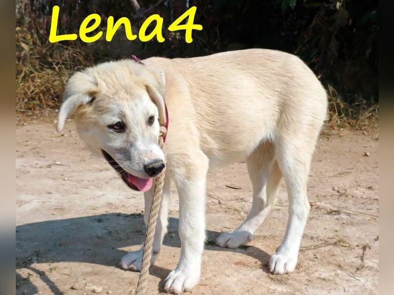 Lena4 geb. 03/2025 (GRC) - fröhliche und lustige Griechische Schäferhund Mix Welpin!