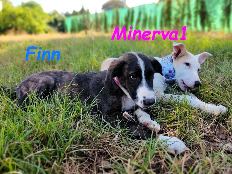 Minerva1 geb. 05/2025 (ESP) - neugierige und lebensfrohe, bezaubernde Welpin!