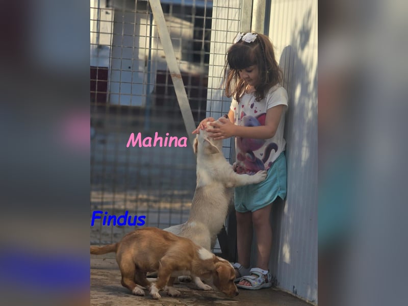 Mahina 01/2025 (ESP) - anhängliches und freundliches, süßes kleines Mädchen!