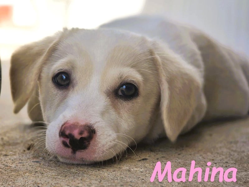Mahina 01/2025 (ESP) - anhängliches und freundliches, süßes kleines Mädchen!