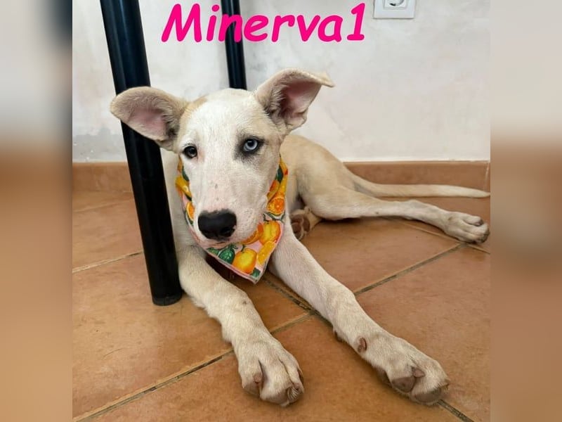 Minerva1 geb. 05/2025 (ESP) - neugierige und lebensfrohe, bezaubernde Welpin!