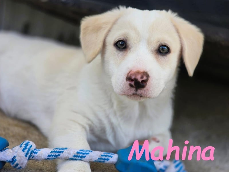 Mahina 01/2025 (ESP) - anhängliches und freundliches, süßes kleines Mädchen!
