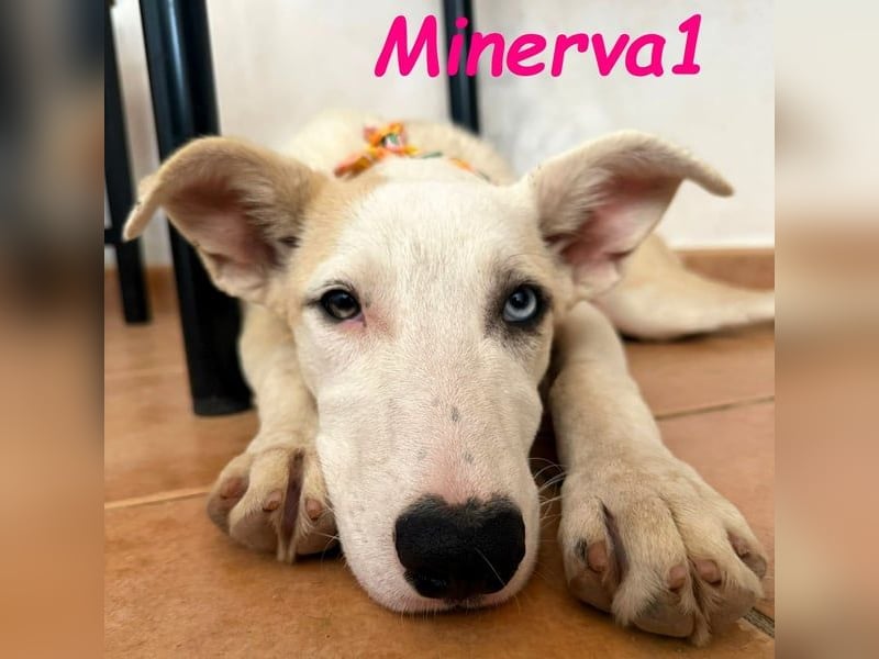 Minerva1 geb. 05/2025 (ESP) - neugierige und lebensfrohe, bezaubernde Welpin!