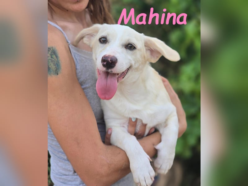 Mahina 01/2025 (ESP) - anhängliches und freundliches, süßes kleines Mädchen!