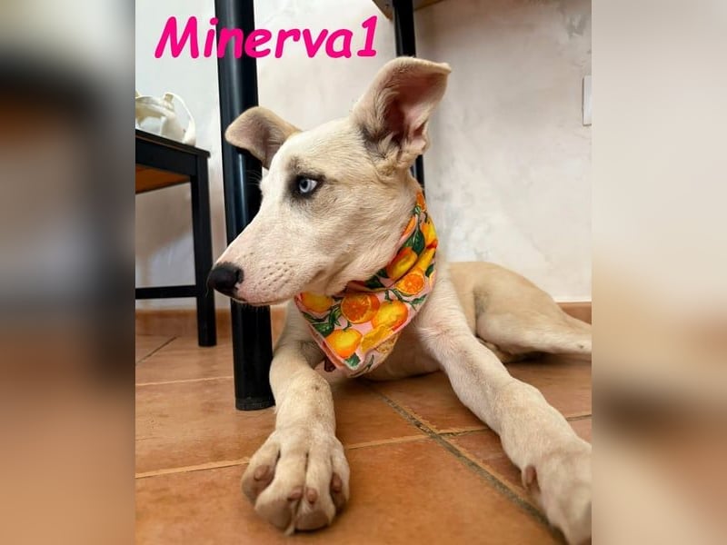 Minerva1 geb. 05/2025 (ESP) - neugierige und lebensfrohe, bezaubernde Welpin!