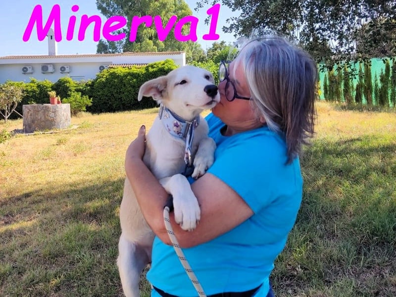 Minerva1 geb. 05/2025 (ESP) - neugierige und lebensfrohe, bezaubernde Welpin!