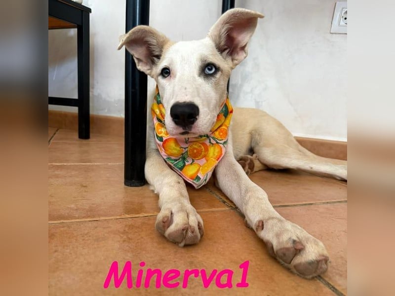 Minerva1 geb. 05/2025 (ESP) - neugierige und lebensfrohe, bezaubernde Welpin!