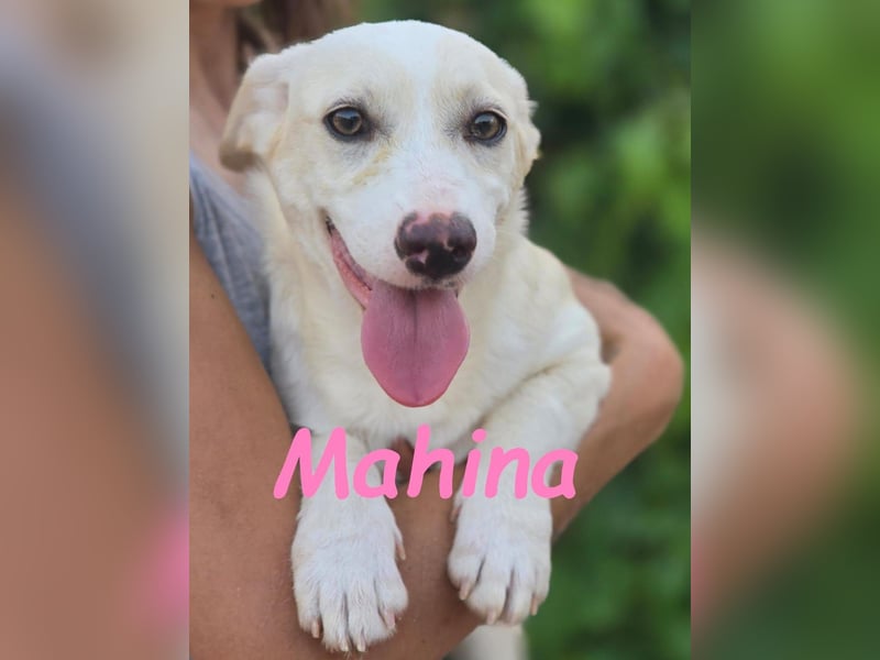 Mahina 01/2025 (ESP) - anhängliches und freundliches, süßes kleines Mädchen!