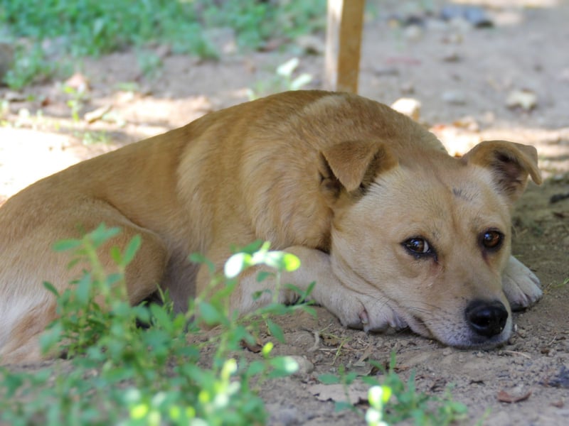 Freundliche INESSA sucht Zuhause zum kuscheln