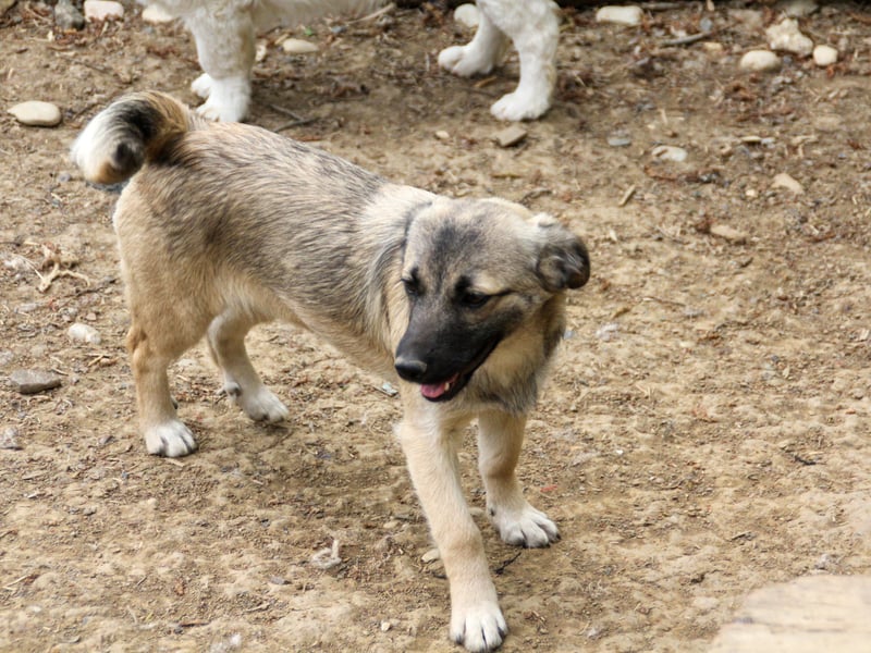 Hoppla - zuckersüße DOVE sucht ihr Kuschelkörbchen
