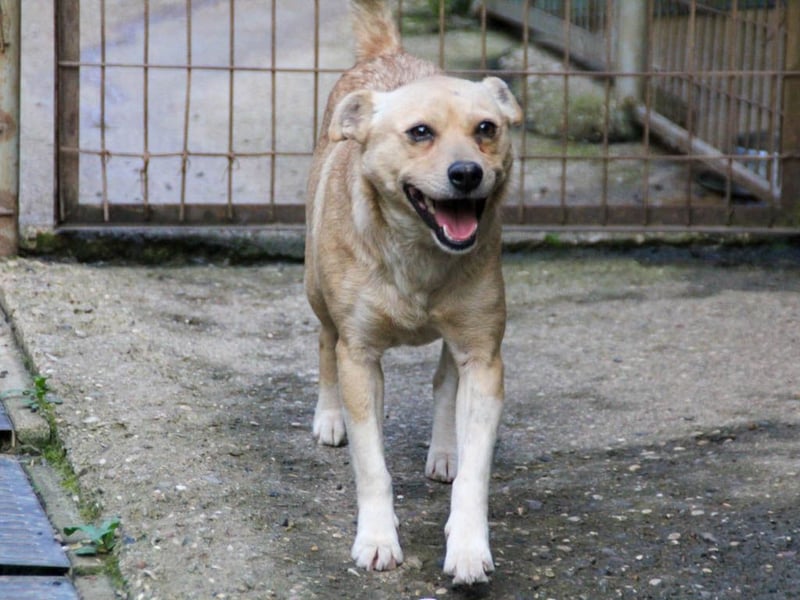 Freundliche INESSA sucht Zuhause zum kuscheln