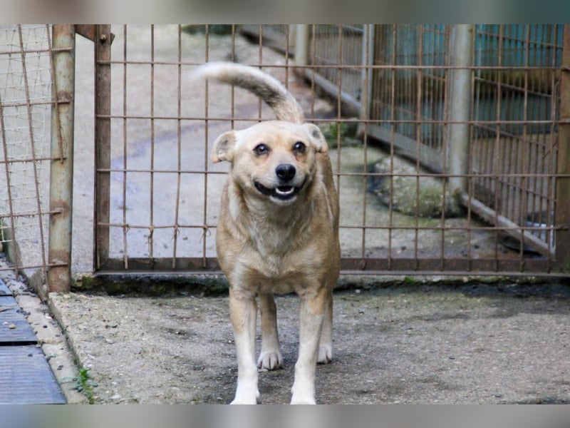 Freundliche INESSA sucht Zuhause zum kuscheln