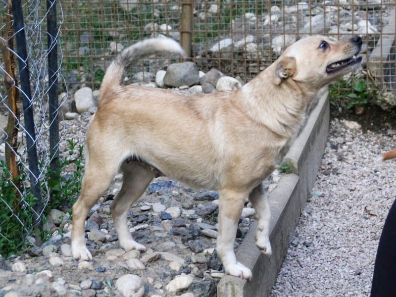 Freundliche INESSA sucht Zuhause zum kuscheln