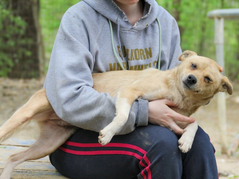 Freundliche INESSA sucht Zuhause zum kuscheln