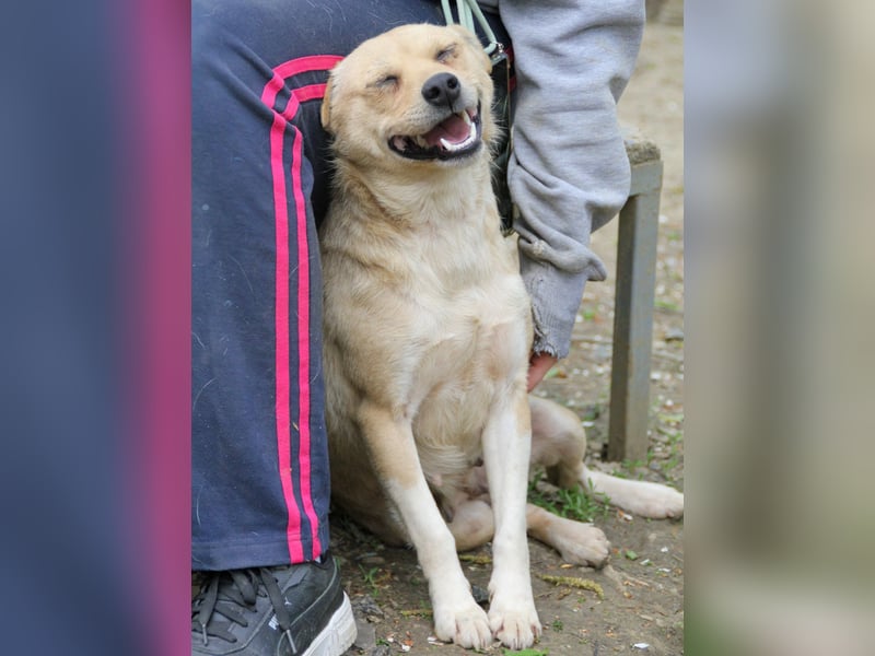 Freundliche INESSA sucht Zuhause zum kuscheln