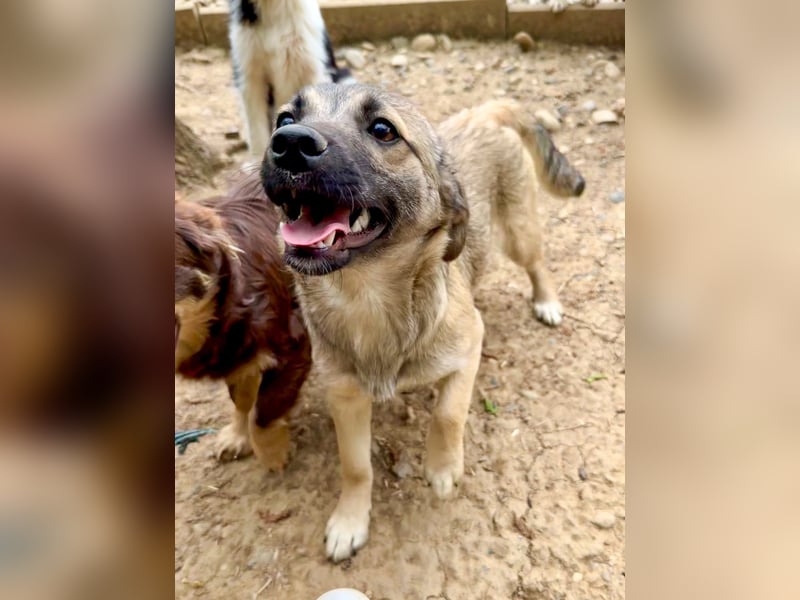 Hoppla - zuckersüße DOVE sucht ihr Kuschelkörbchen