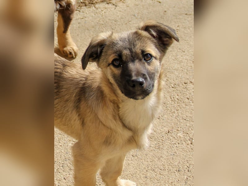 Hoppla - zuckersüße DOVE sucht ihr Kuschelkörbchen