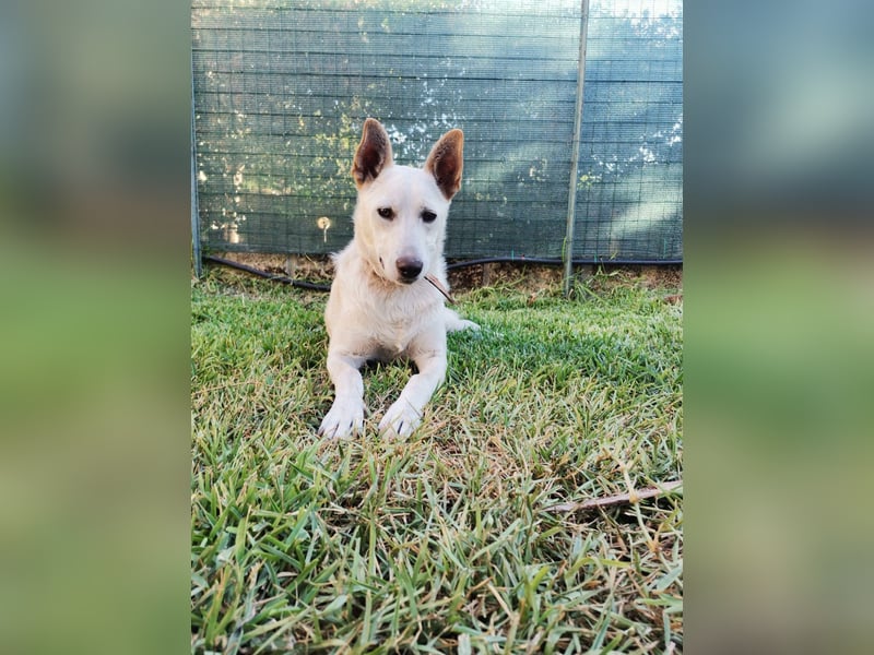 Ambra – Karrierecoaching in Familienhundekunde dringend gesucht!