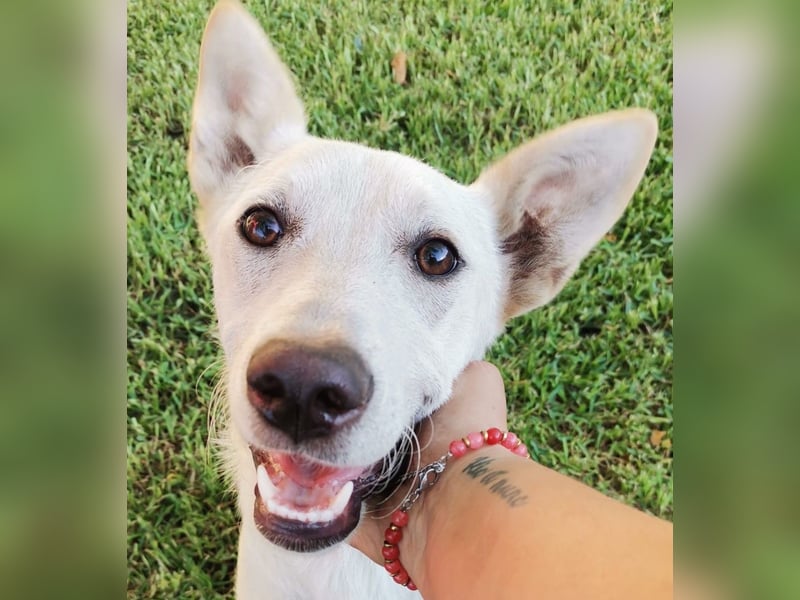Ambra – Karrierecoaching in Familienhundekunde dringend gesucht!