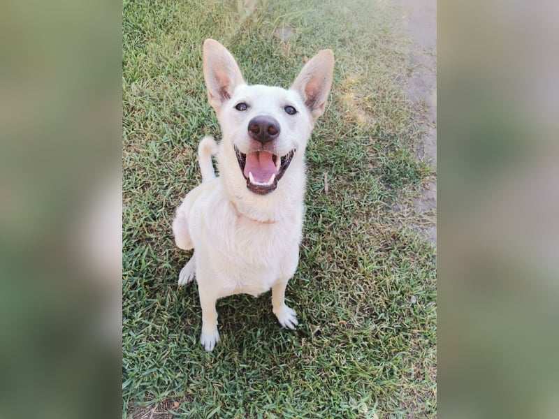 Ambra – Karrierecoaching in Familienhundekunde dringend gesucht!