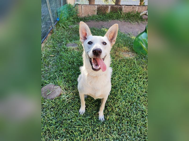 Ambra – Karrierecoaching in Familienhundekunde dringend gesucht!