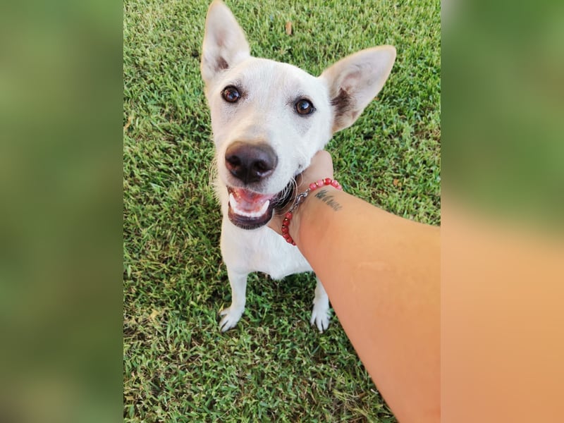 Ambra – Karrierecoaching in Familienhundekunde dringend gesucht!