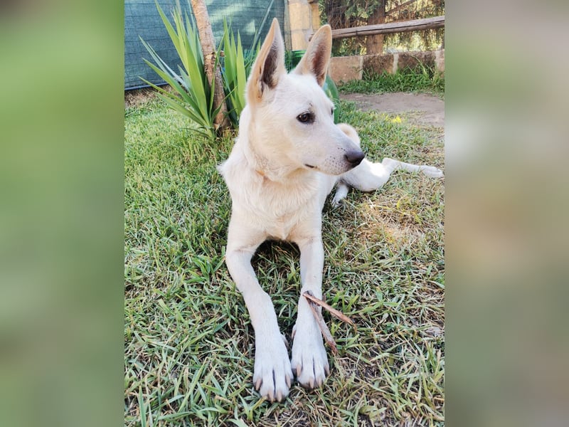 Ambra – Karrierecoaching in Familienhundekunde dringend gesucht!