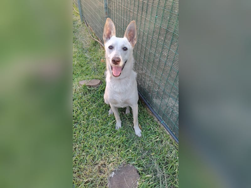Ambra – Karrierecoaching in Familienhundekunde dringend gesucht!