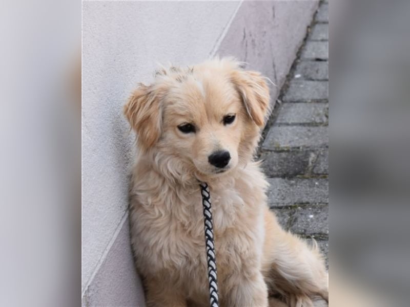 Szösze - goldige Kuschelmaus sucht