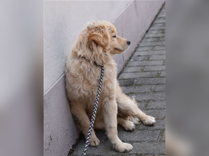 Szösze - goldige Kuschelmaus sucht