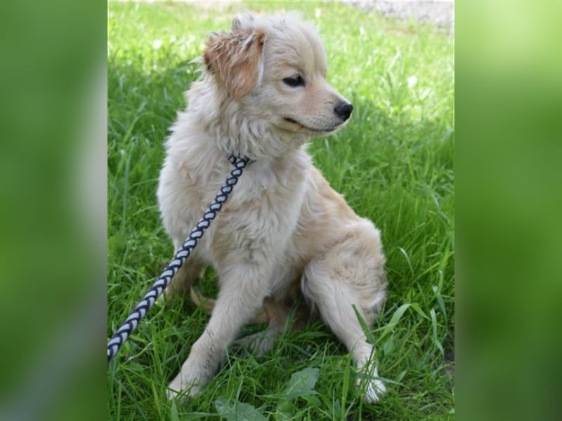 Szösze - goldige Kuschelmaus sucht