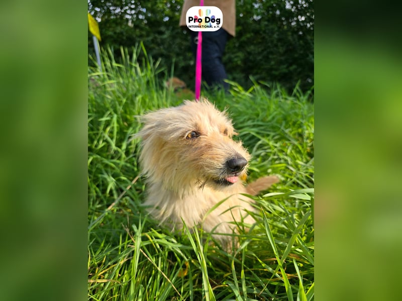 Lilly auf Pflegestelle