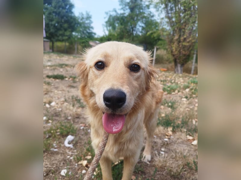 Labrador-Mix Phoebe liebt die Menschen und würde gerne Familienhund sein.