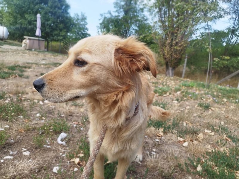 Labrador-Mix Phoebe liebt die Menschen und würde gerne Familienhund sein.