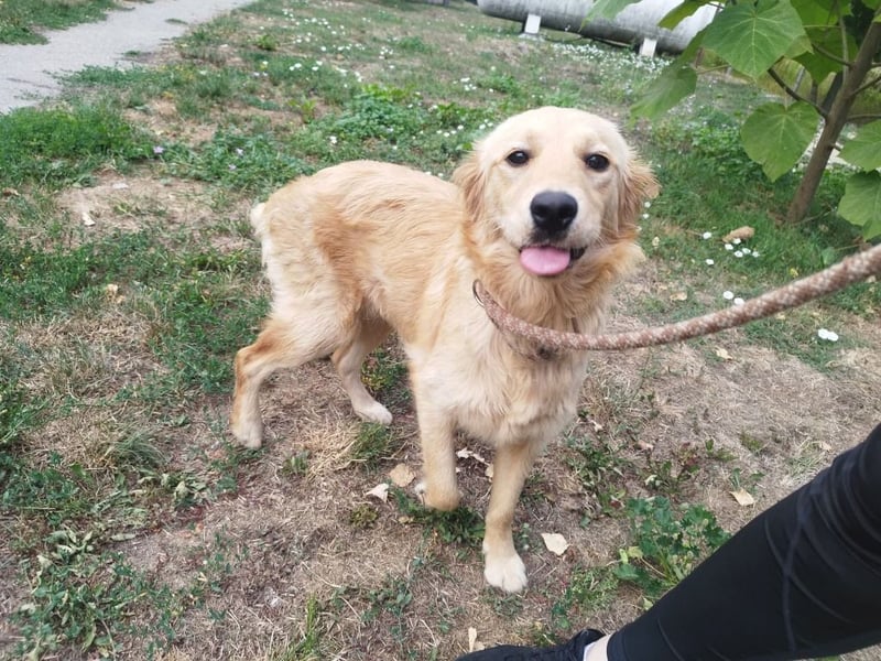 Labrador-Mix Phoebe liebt die Menschen und würde gerne Familienhund sein.