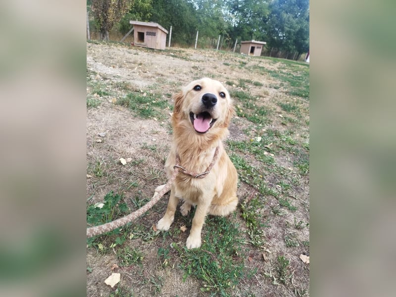 Labrador-Mix Phoebe liebt die Menschen und würde gerne Familienhund sein.