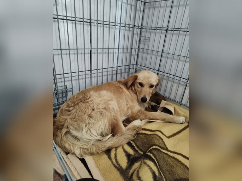 Labrador-Mix Phoebe liebt die Menschen und würde gerne Familienhund sein.