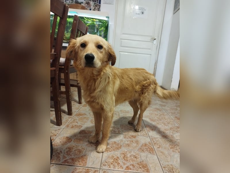 Labrador-Mix Phoebe liebt die Menschen und würde gerne Familienhund sein.