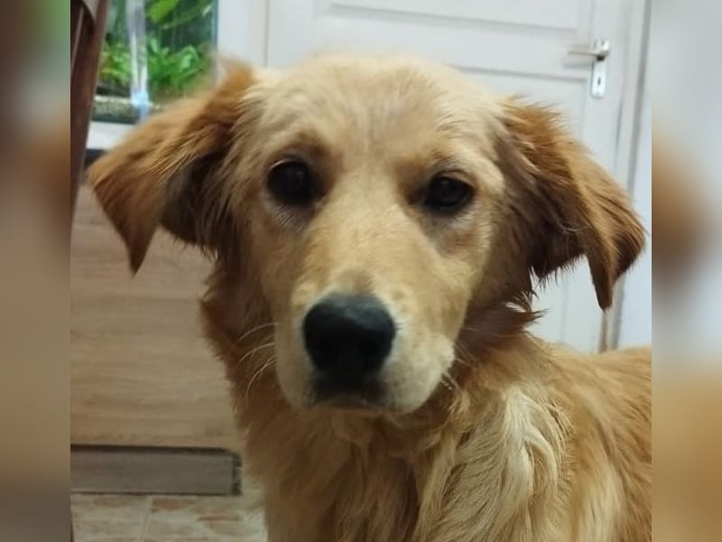 Labrador-Mix Phoebe liebt die Menschen und würde gerne Familienhund sein.
