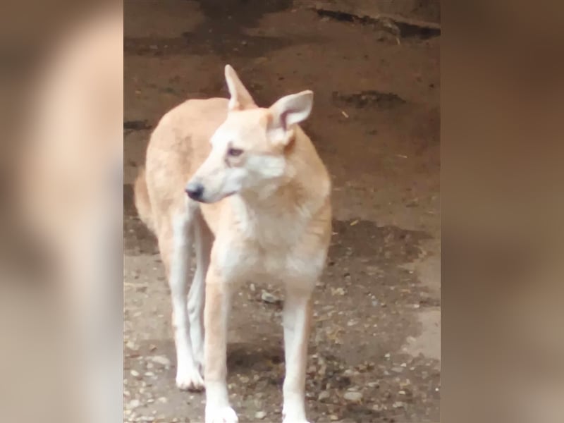 Fanny - liebe Maus sucht endlich ein Zuhause