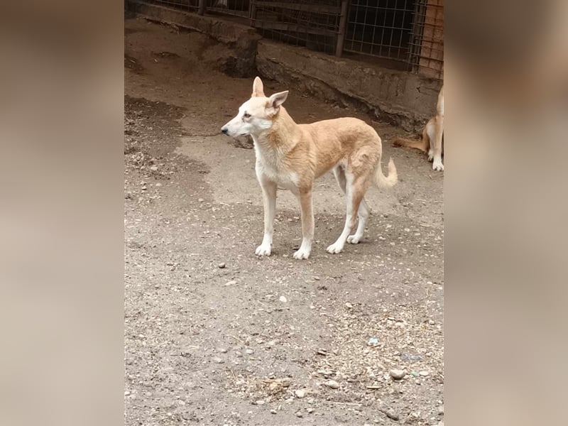 Fanny - liebe Maus sucht endlich ein Zuhause