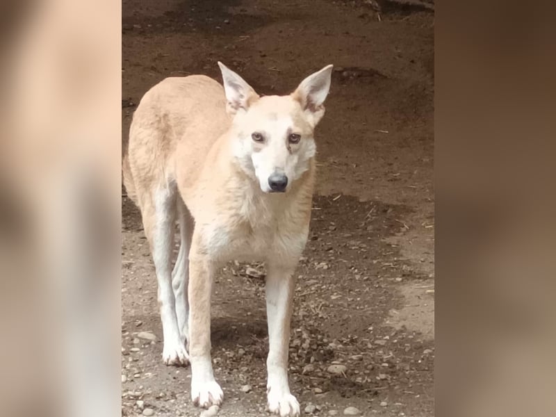Fanny - liebe Maus sucht endlich ein Zuhause