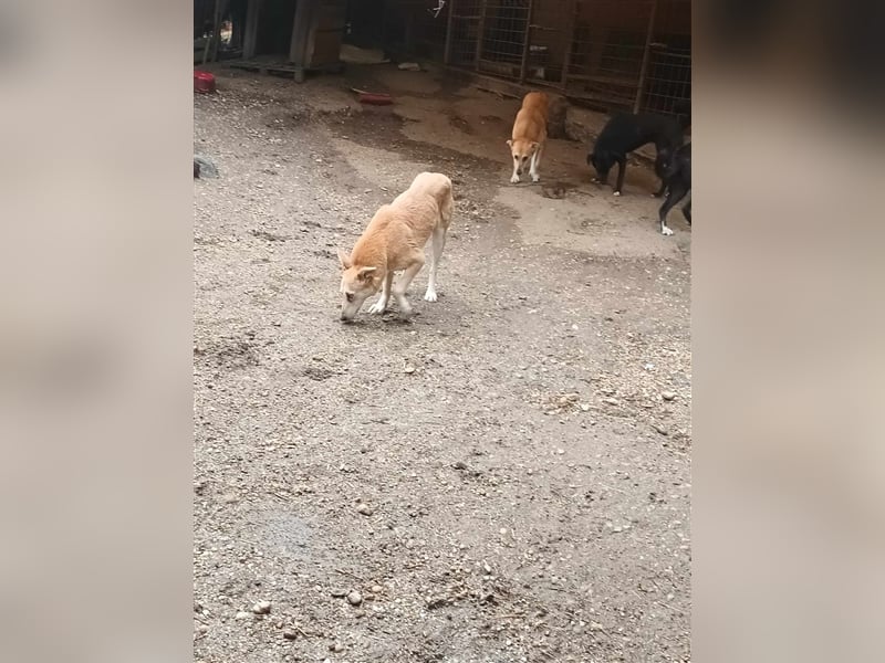 Fanny - liebe Maus sucht endlich ein Zuhause