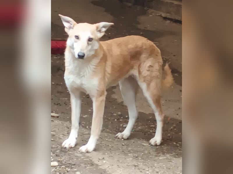 Fanny - liebe Maus sucht endlich ein Zuhause