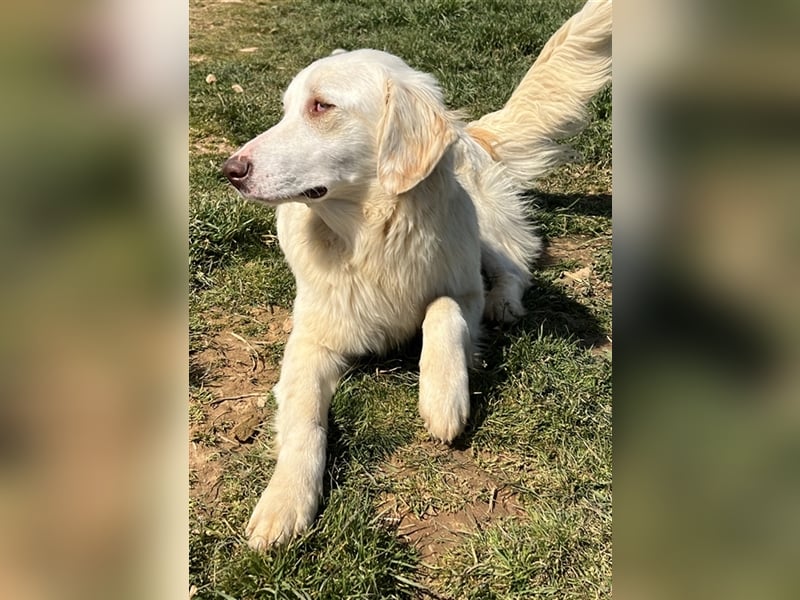 Zara, geb. ca. 06/2021, lebt in GRIECHENLAND, auf einem Gelände, auf dem die Hunde notdürftig versor